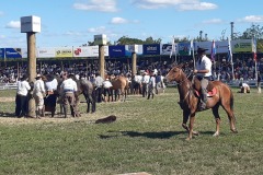 Gauchofest-Rodeo